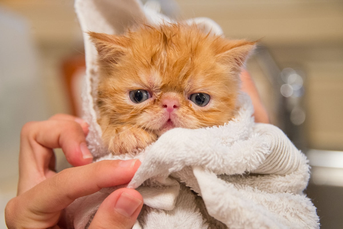 Newborn kitten being held gently in hands