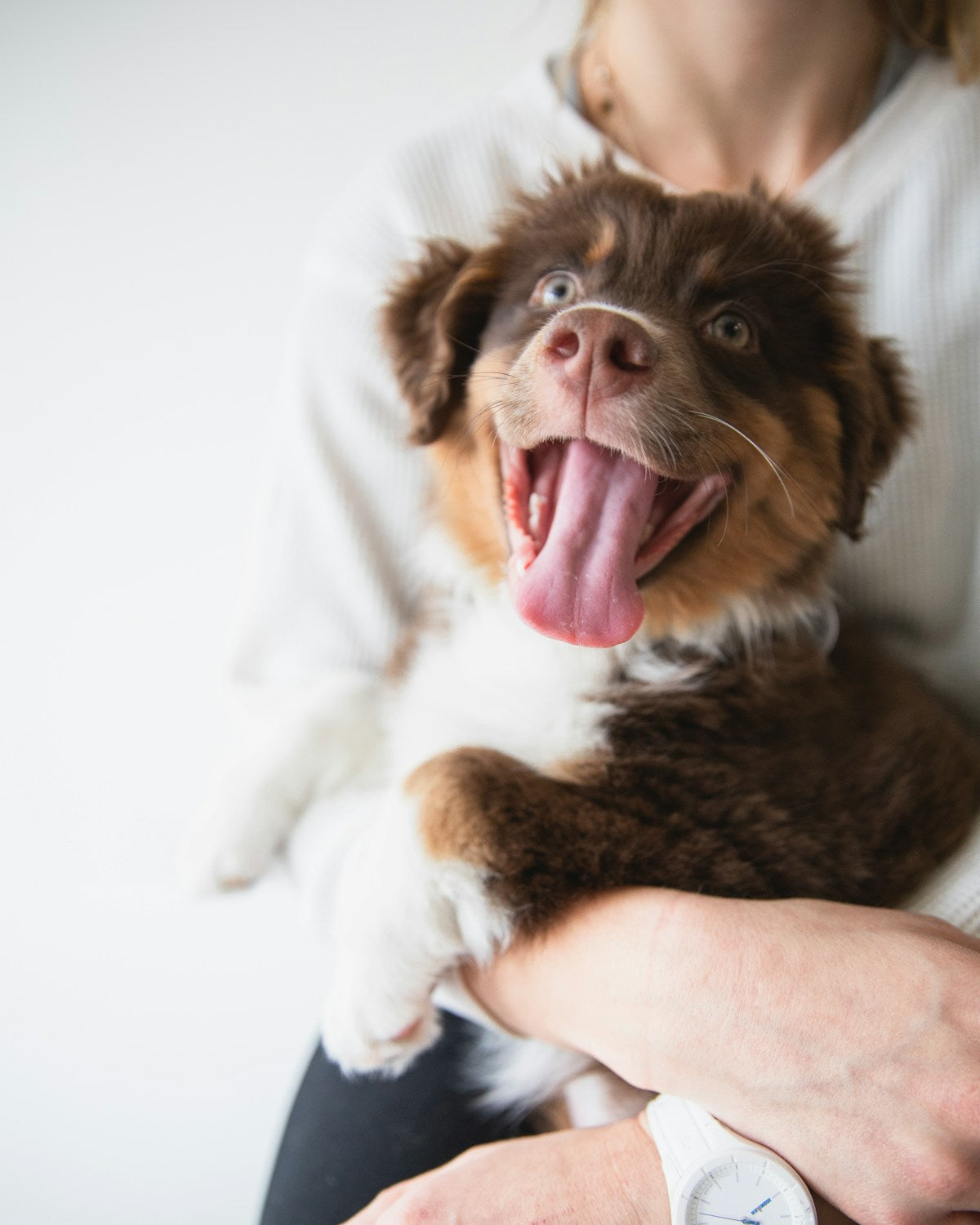 Dog receiving dental care and cleaning