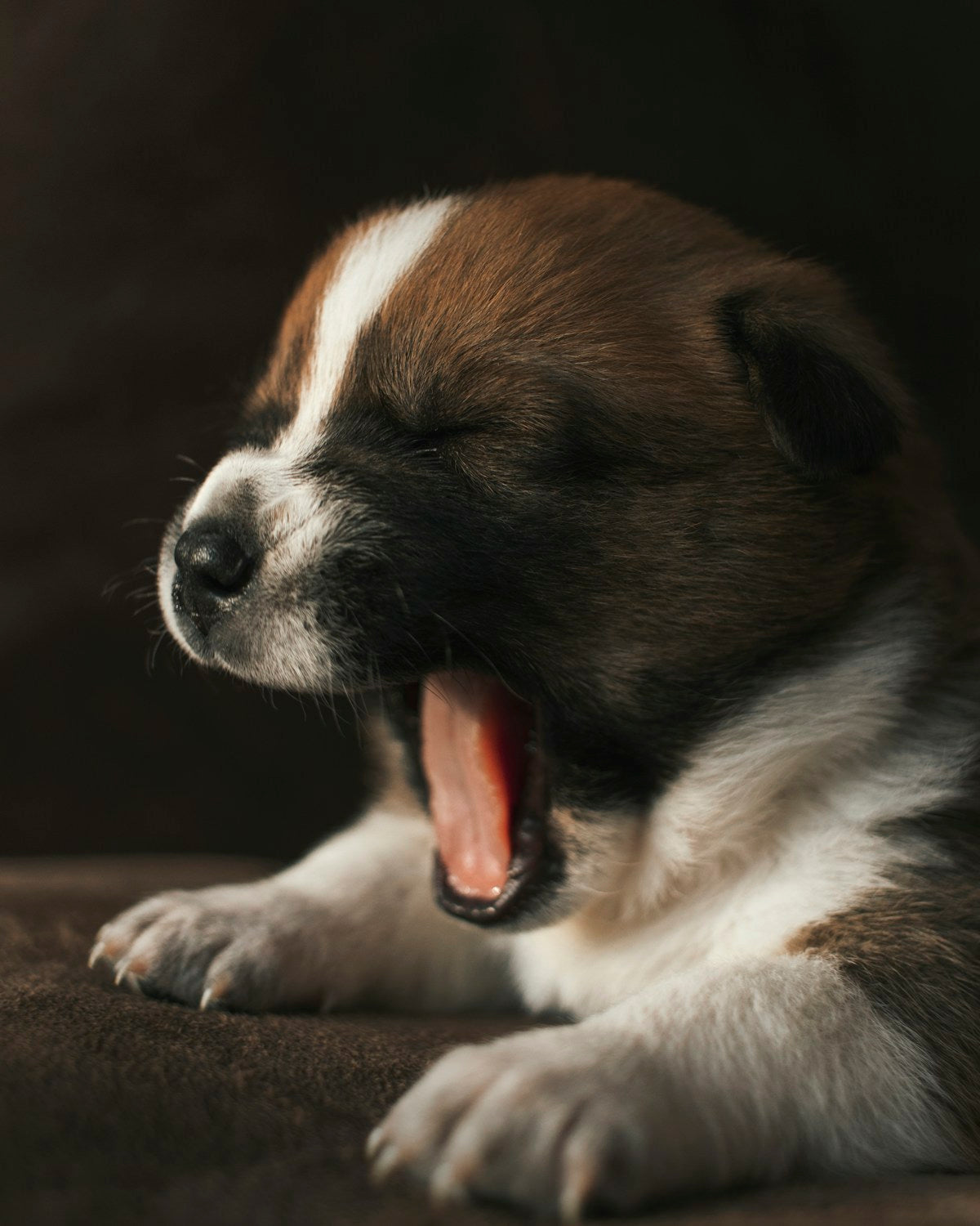 Dog Drooling: What's Normal vs When to Worry — Causes & Solutions (2026)