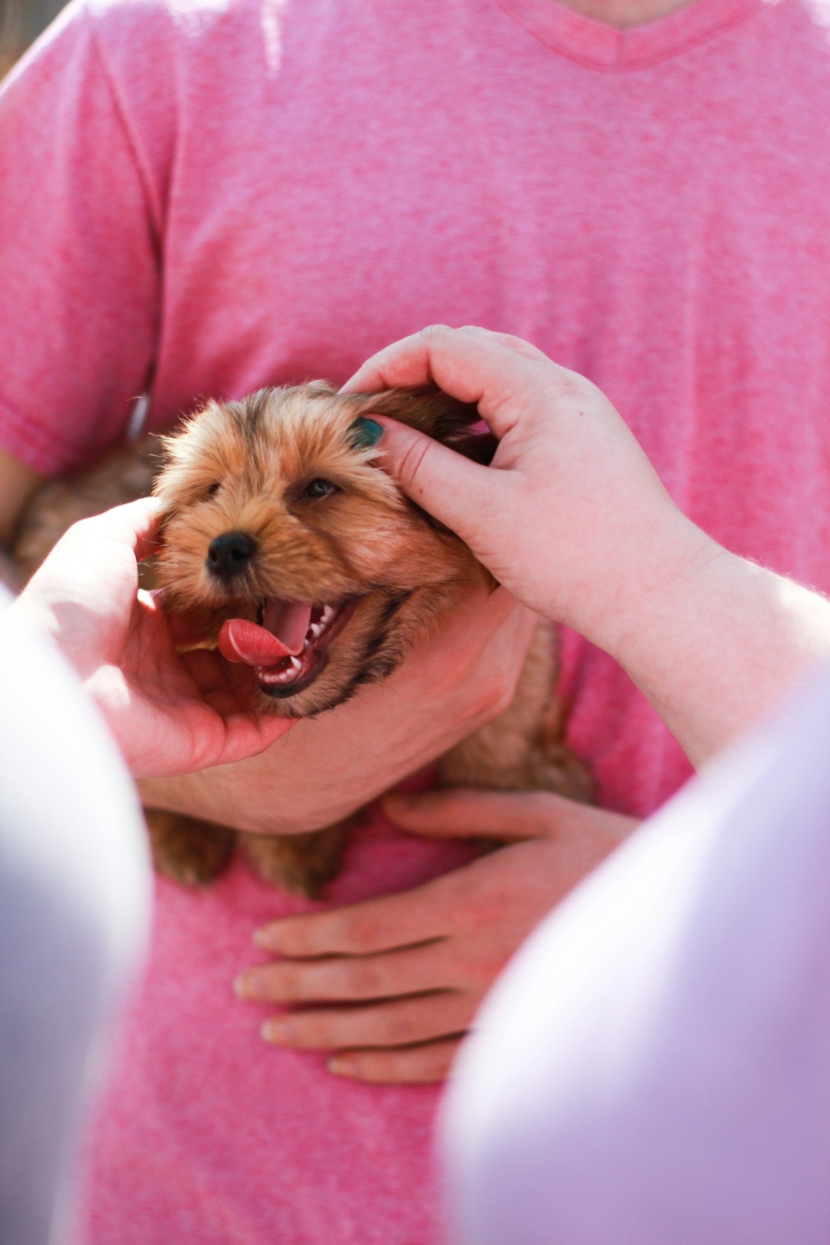 Puppy Ear Infection Prevention: Complete Care Guide (2026)