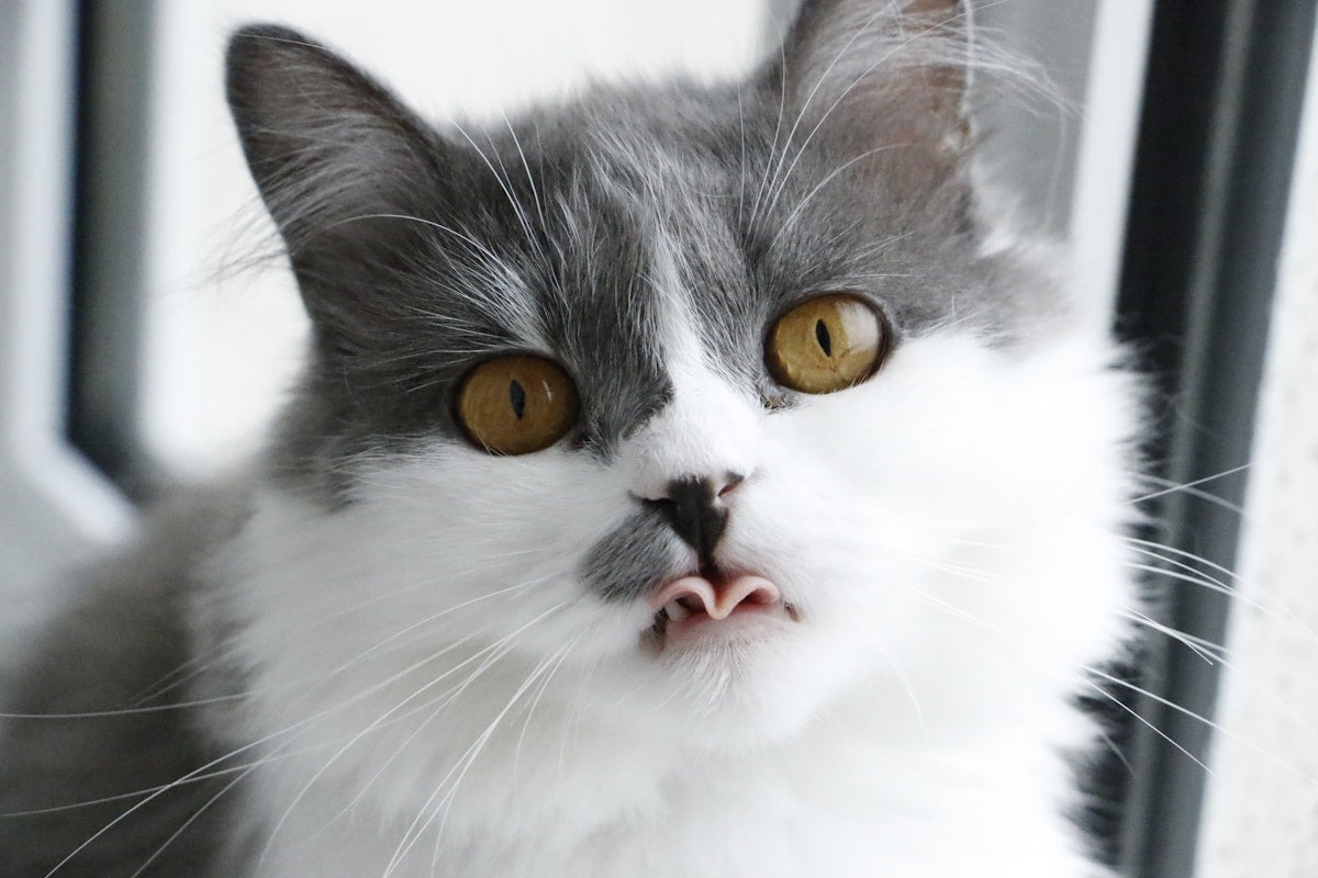 Cat showing its mouth and teeth during a dental check