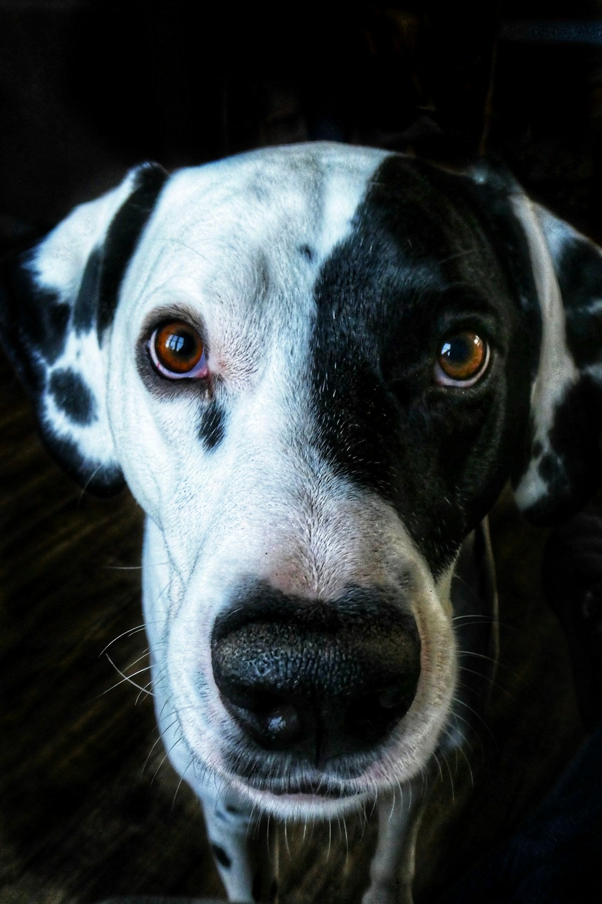 Puppy Ear Care vs Adult Dog Ear Care: What's Different (2026)