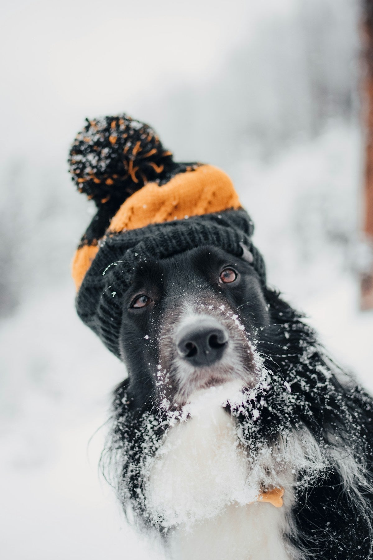 Winter Dog Ear Care: Cold Weather Infection Prevention Guide (2026)