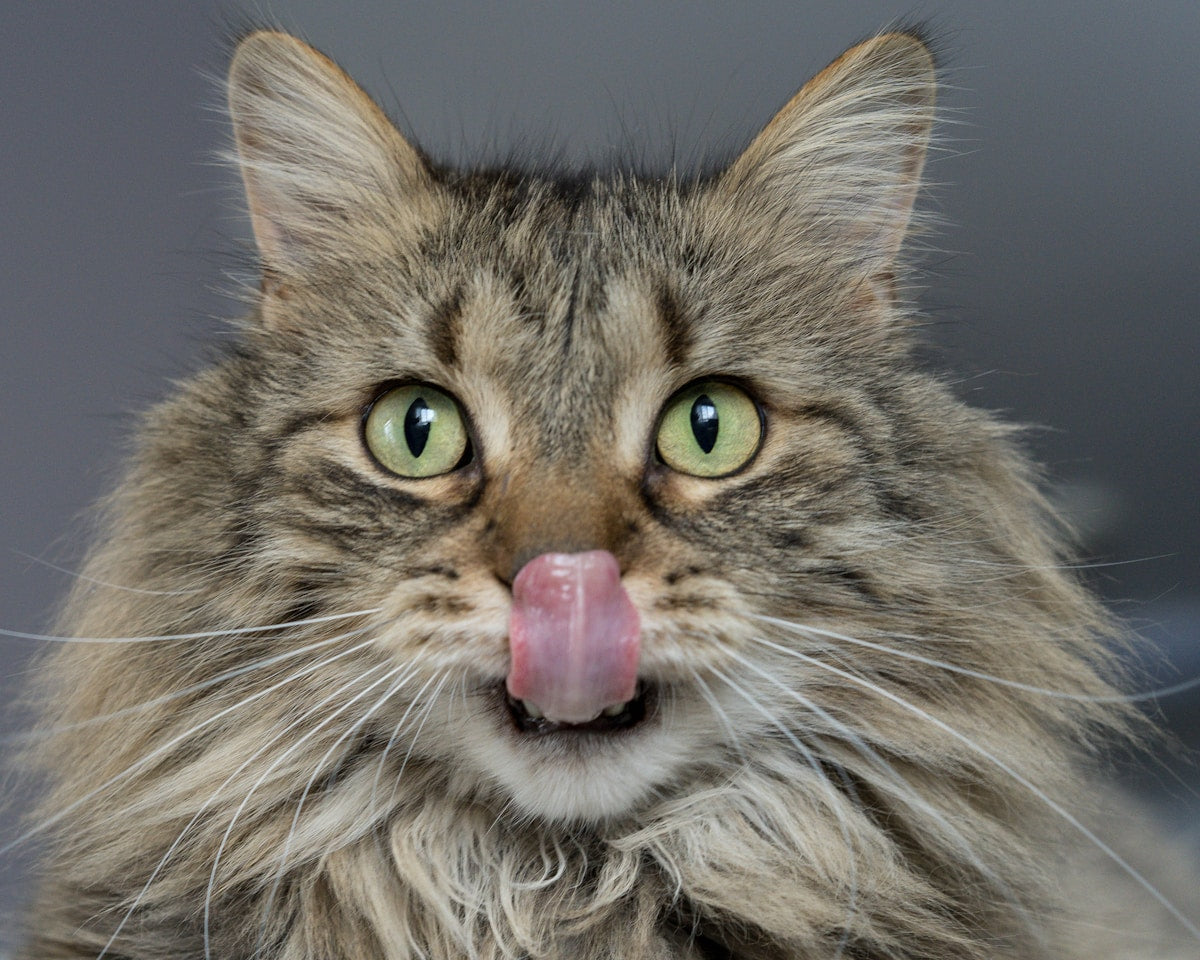Feline Stomatitis: Complete Guide to Chronic Gingivostomatitis in Cats (2026)