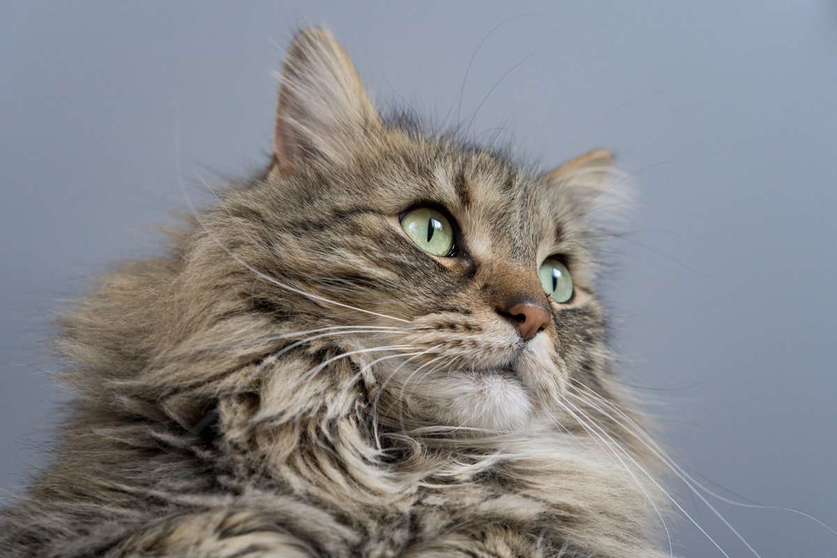 Siberian cat with thick long fur