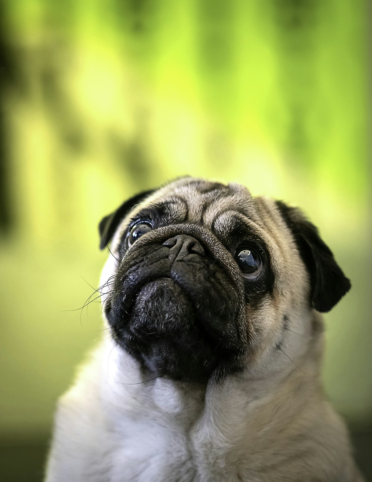fawn pug close-up
