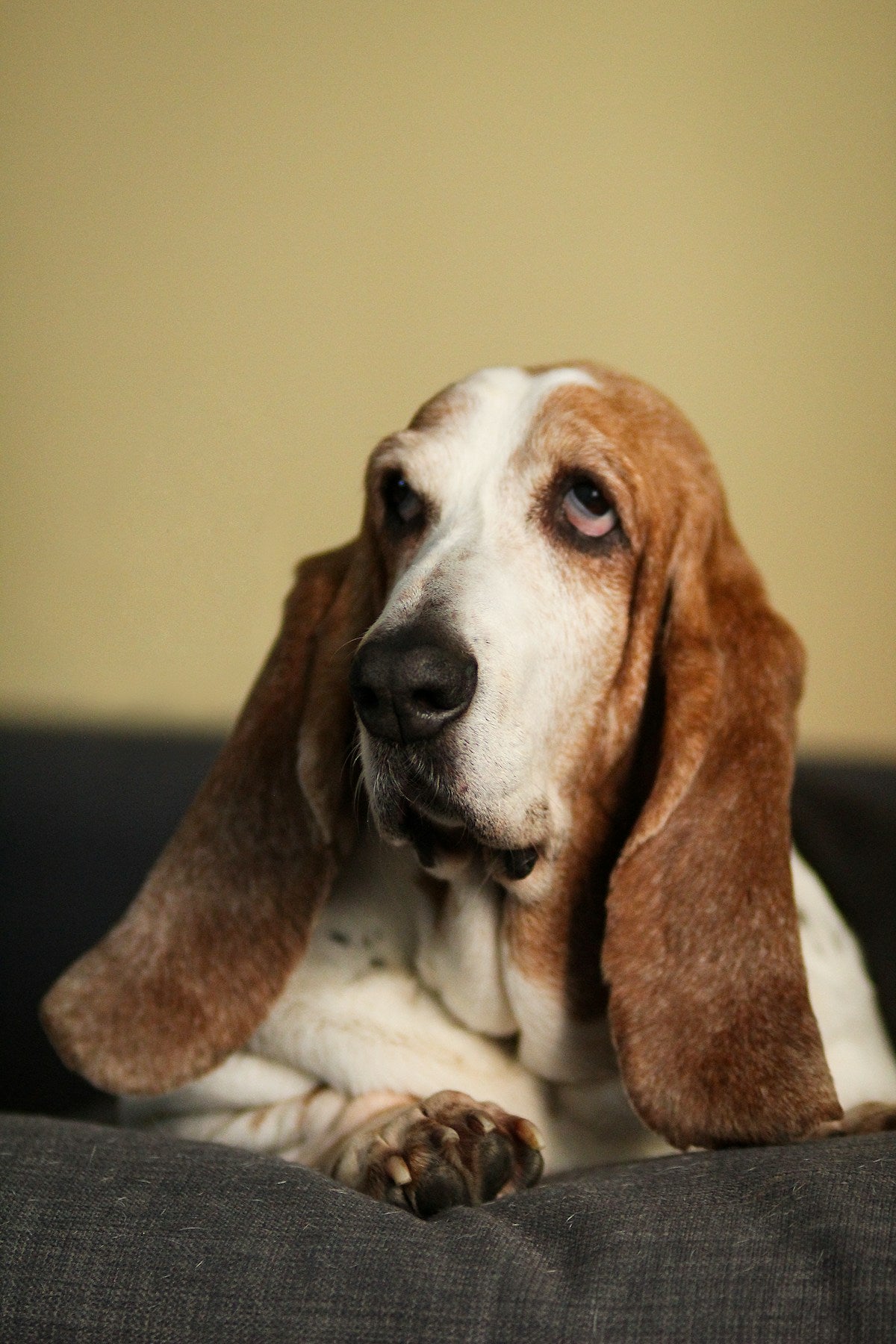 Floppy-Eared Dog Ear Care: Cleaning Tips for Basset Hounds, Beagles & Cocker Spaniels (2026)