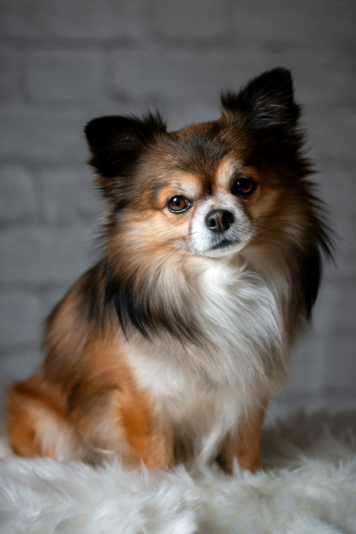 Small Breed Dog Dental Routine: Daily Care Guide for Toy & Small Breeds (2026)