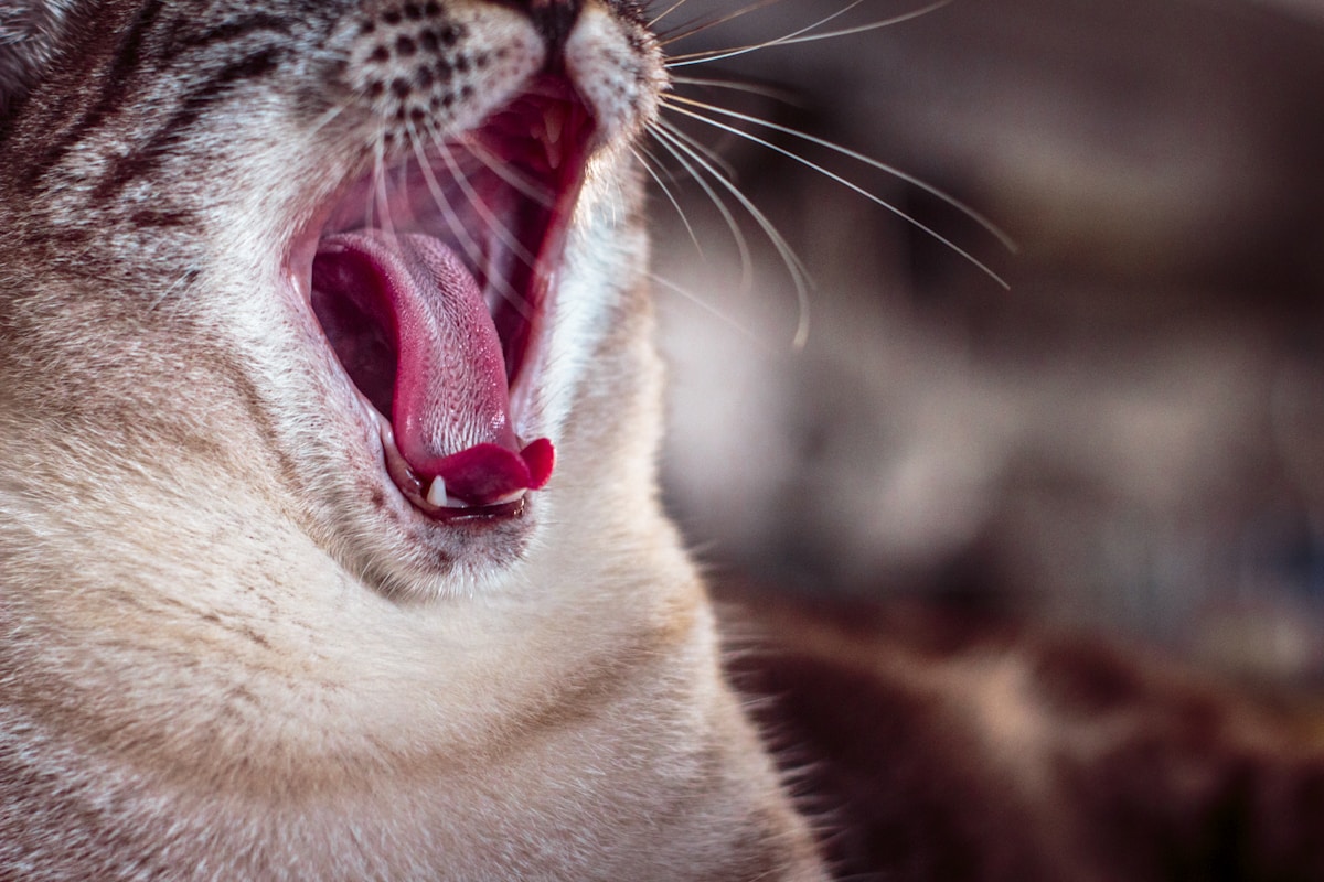 Yawning cat showing mouth and gums