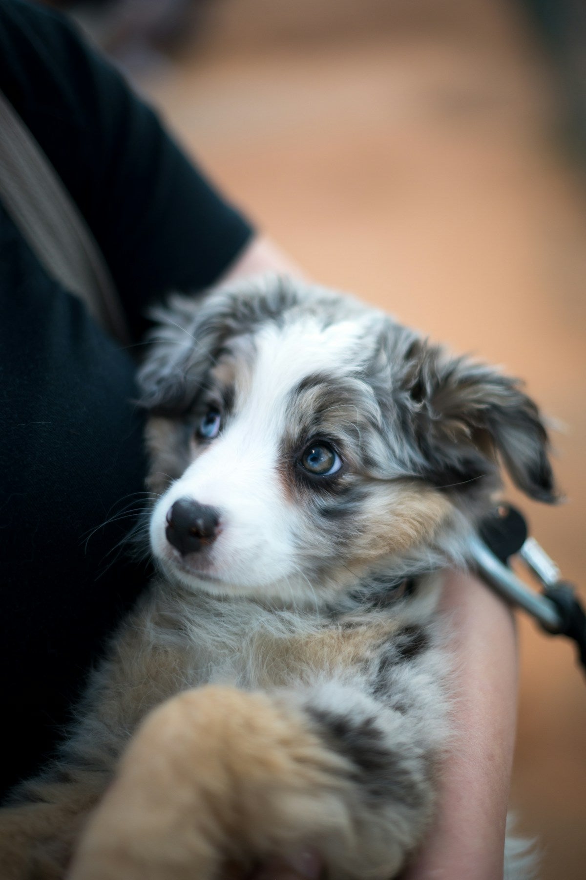 Puppy Ear Infection: Symptoms, Causes & Treatment Guide (2026)