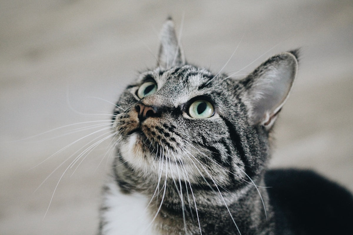 Close-up of a gray tabby cat
