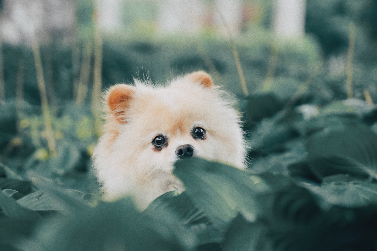 Pomeranian Ear Care: Complete Guide for Fluffy Ears