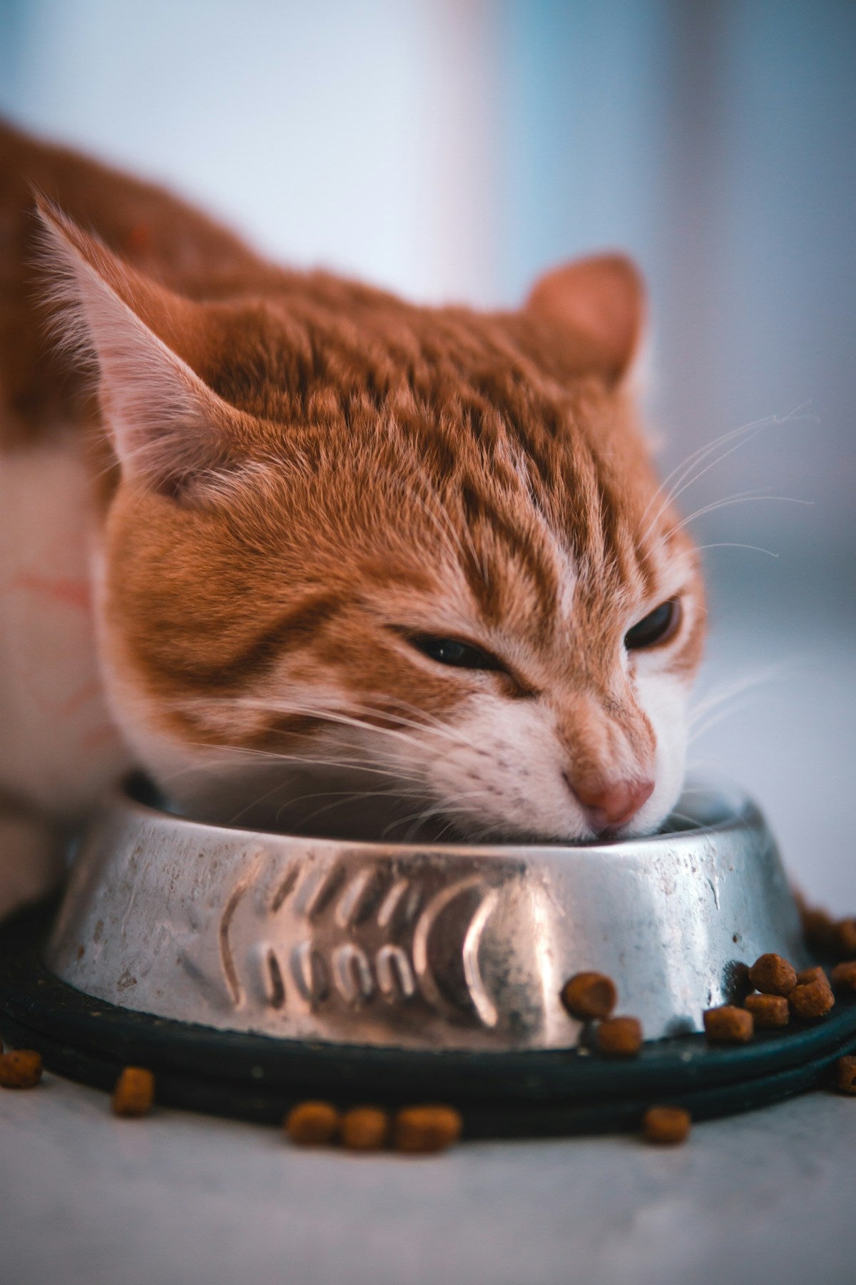 Cat eating cat food in a pet bowl, representing the connection between diet and feline dental health