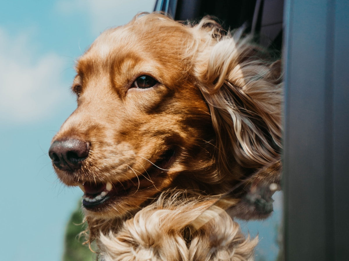 Pet Dental Travel Kit: Must-Have Oral Care for Road Trips (2026)
