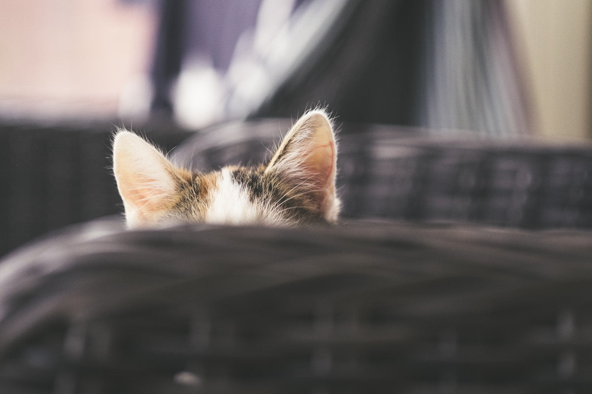 Cat ear examination