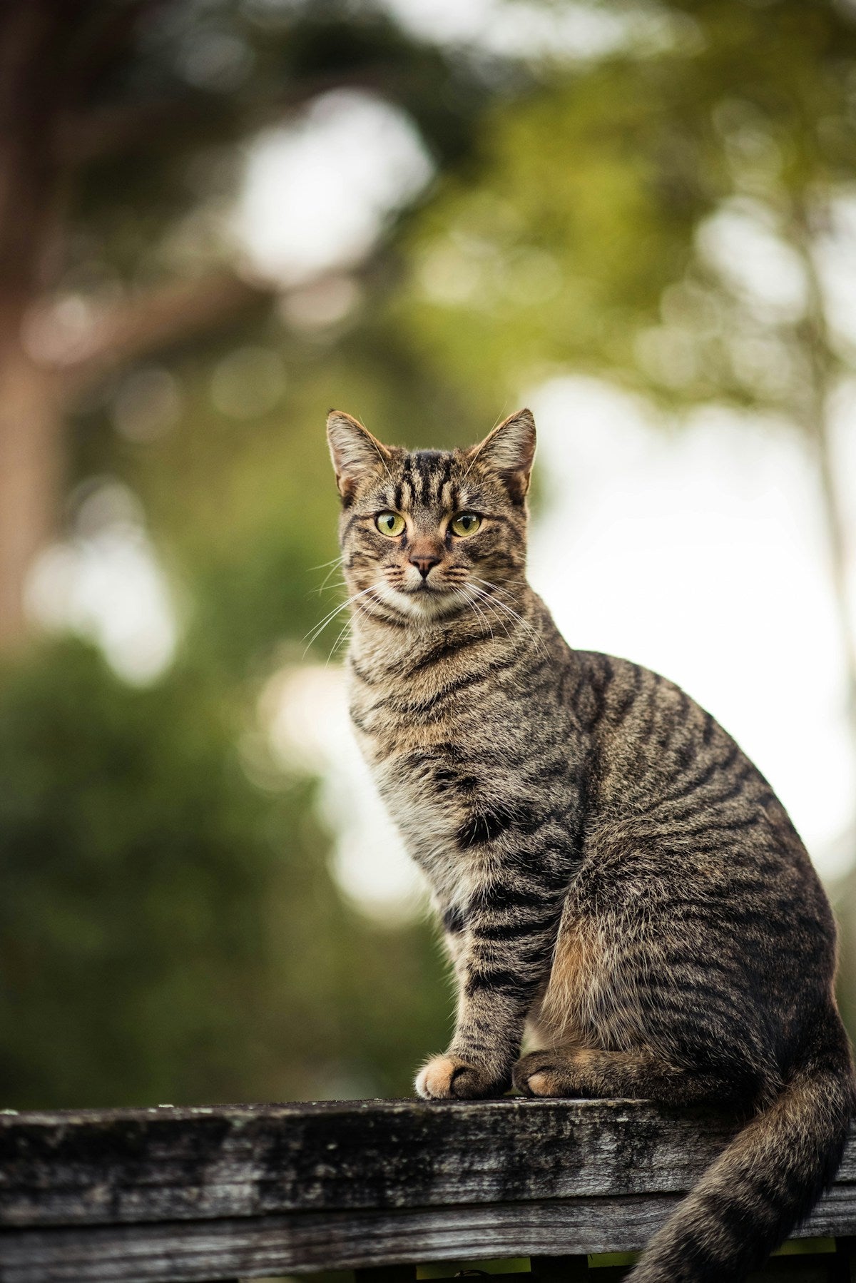 Summer Cat Care Guide: How to Protect Your Cat's Teeth & Ears in Hot Weather (2026)