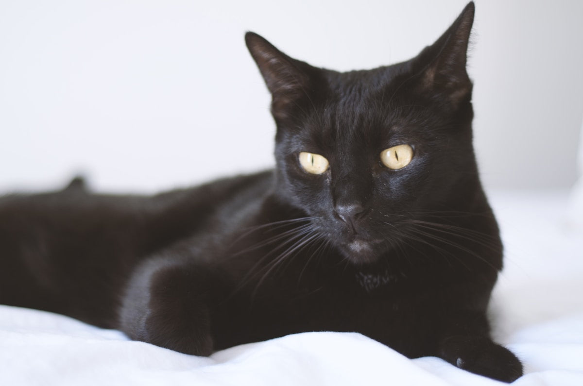 Black Bombay cat with yellow eyes