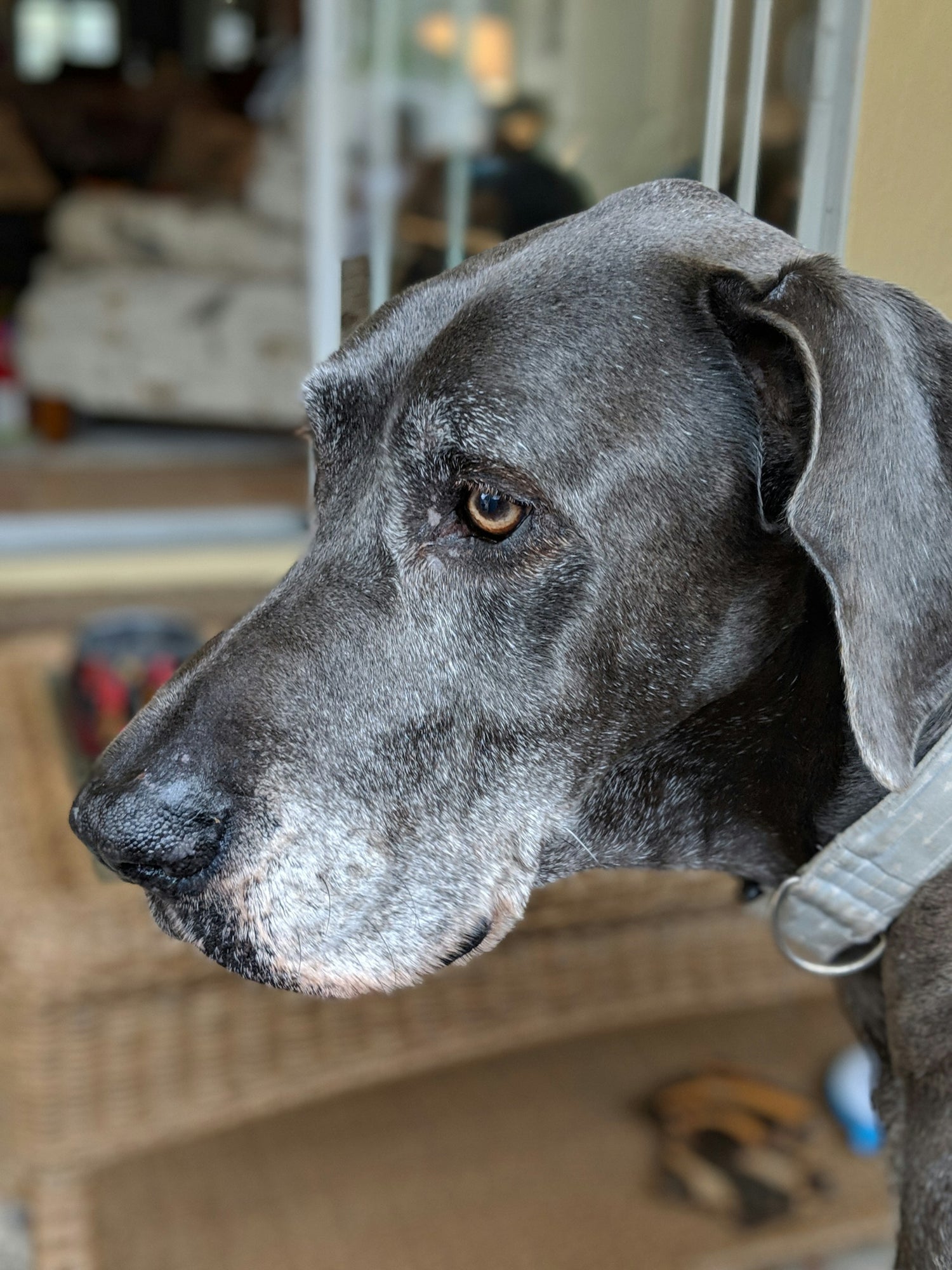 Senior Dog Dental Care: Complete Guide for Aging Dogs' Oral Health (2026)