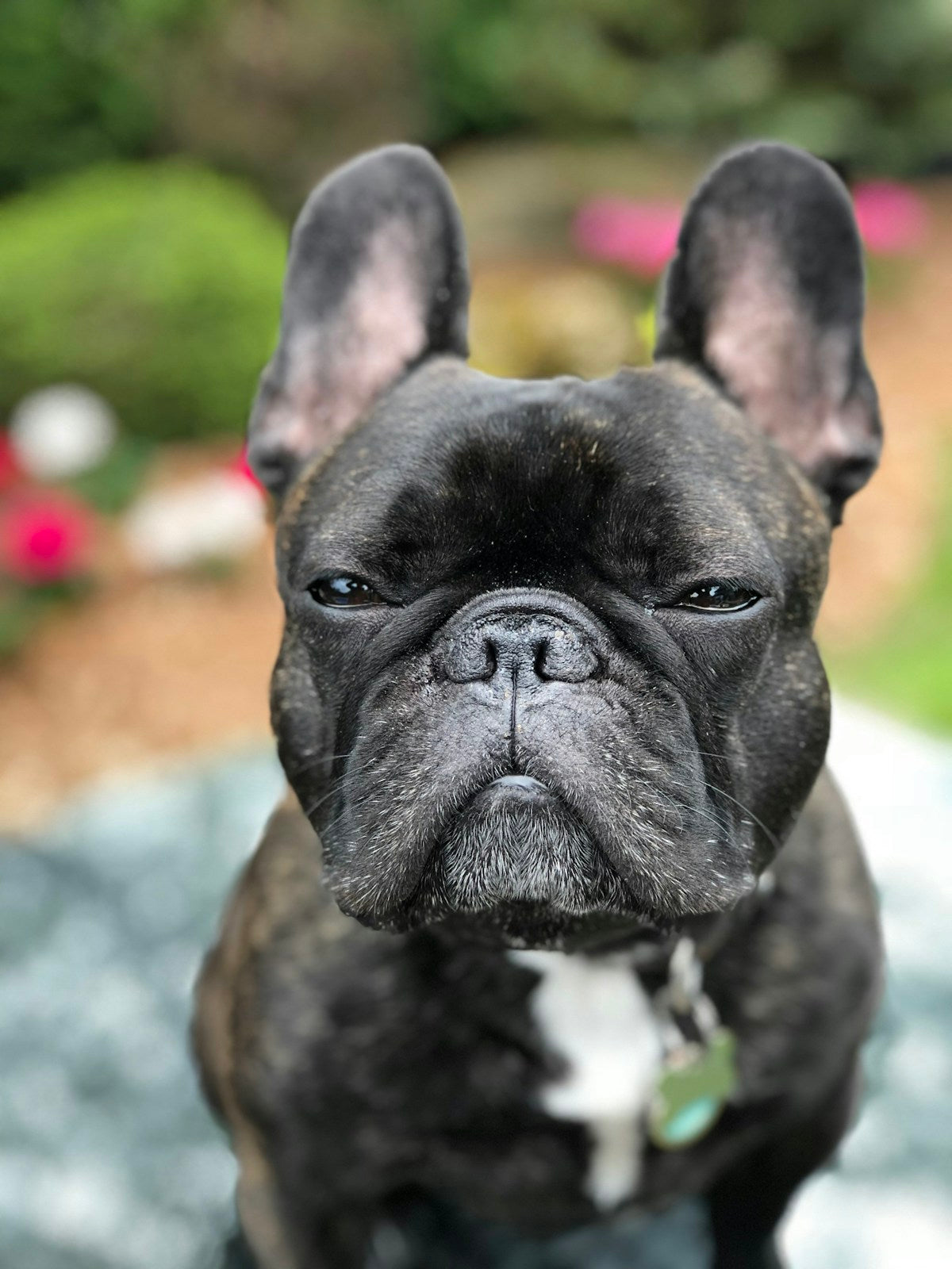 Brachycephalic Dog Ear Care: Pug, Frenchie & Bulldog Guide (2026)