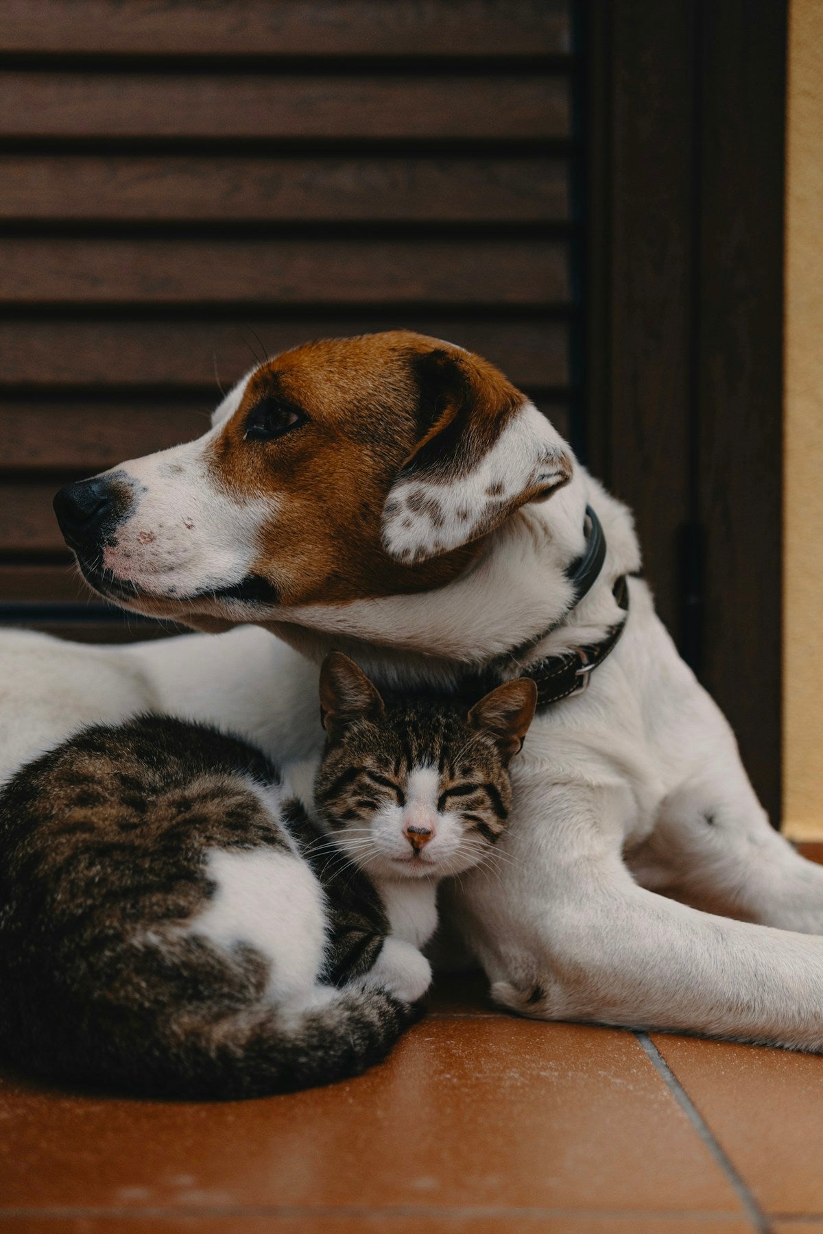 Cat and dog together illustrating cross-species dental health comparison