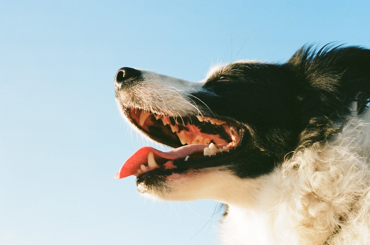 Not Just Bad Breath: How Your Dog's Oral Health Affects Their Heart, Kidneys & Whole Body (2026)