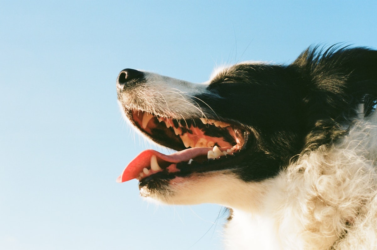 Probiotics for Dog Oral Health: Canine Microbiome Guide (2026)