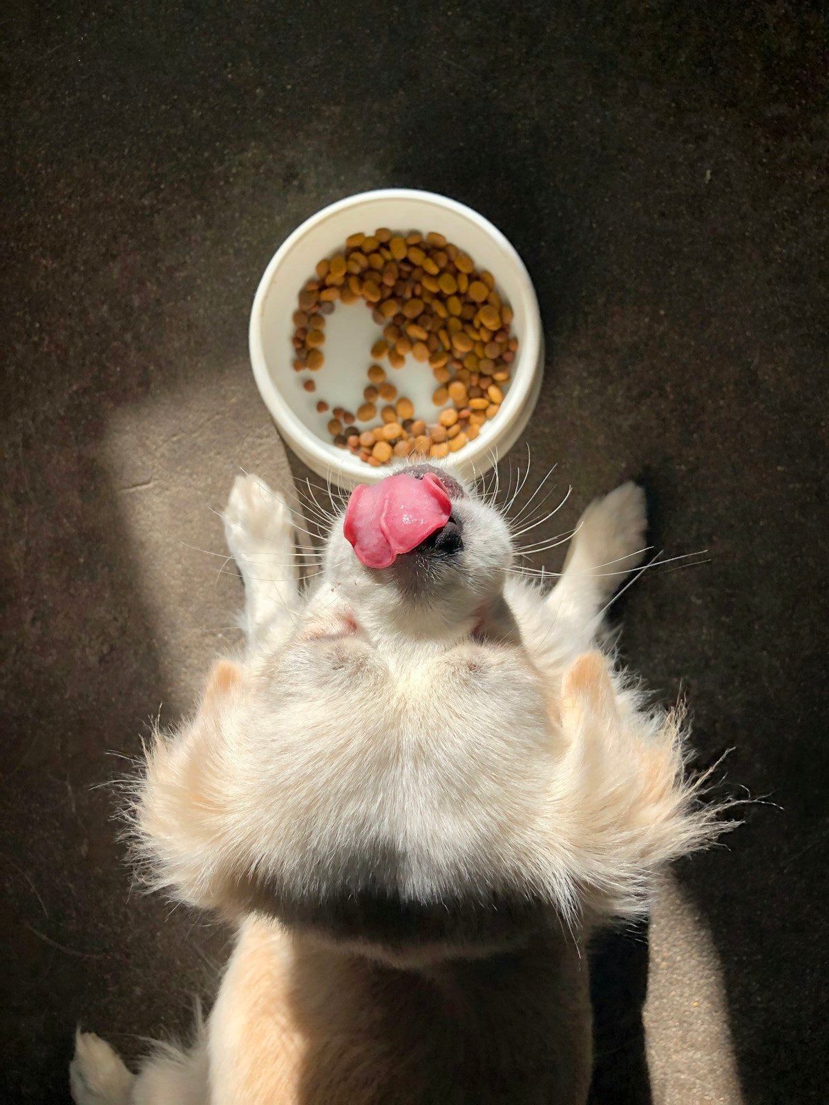 Puppy Nutrition Guide: Best Food for Growing Teeth & Long-Term Dental Health (2026)