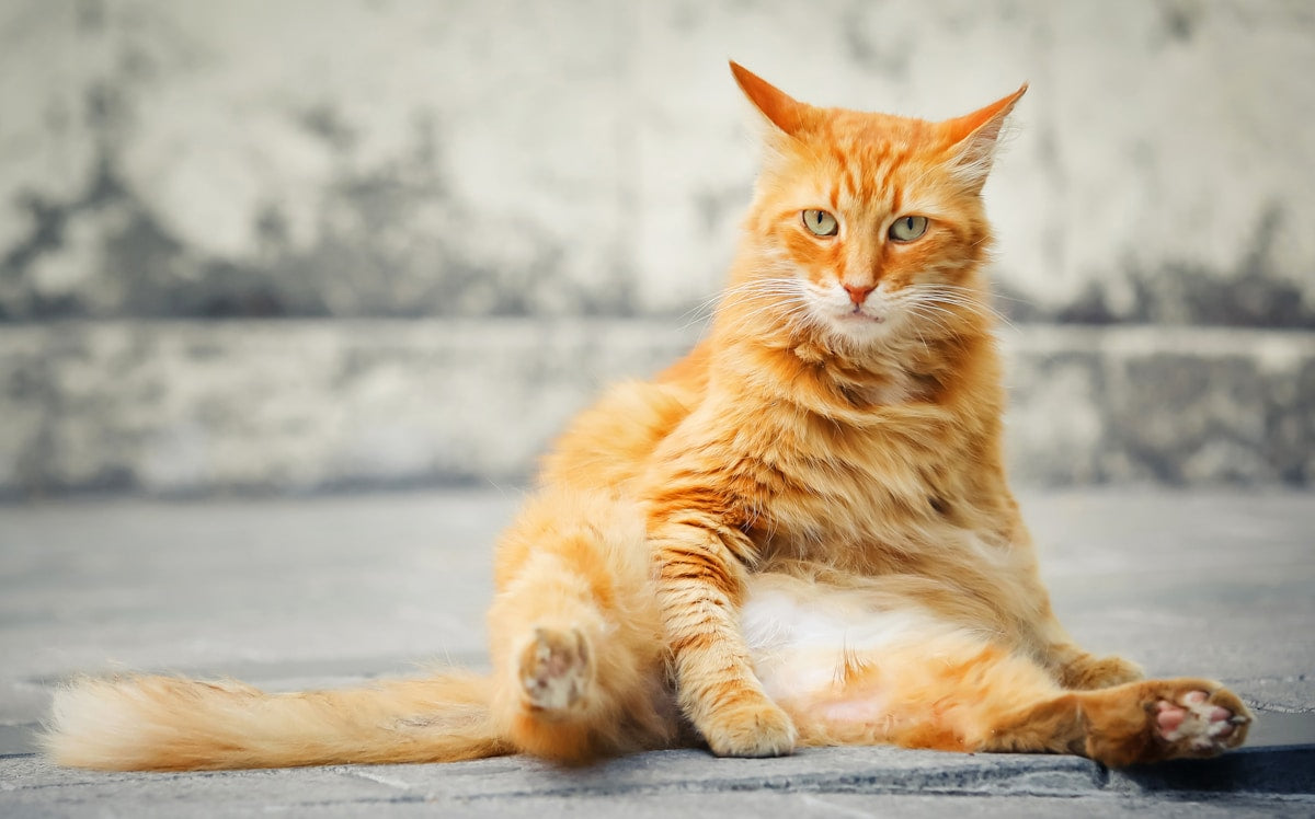 Orange cat looking at camera, representing senior feline companion in need of ear care