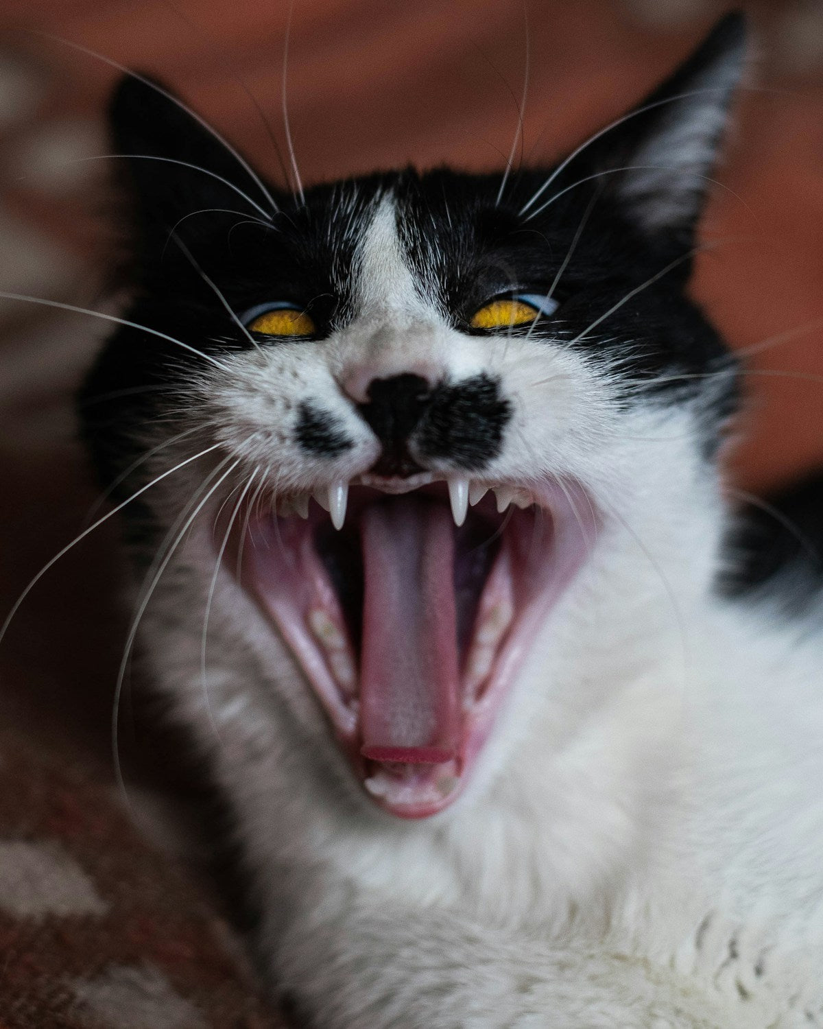 Cat with healthy gums being checked