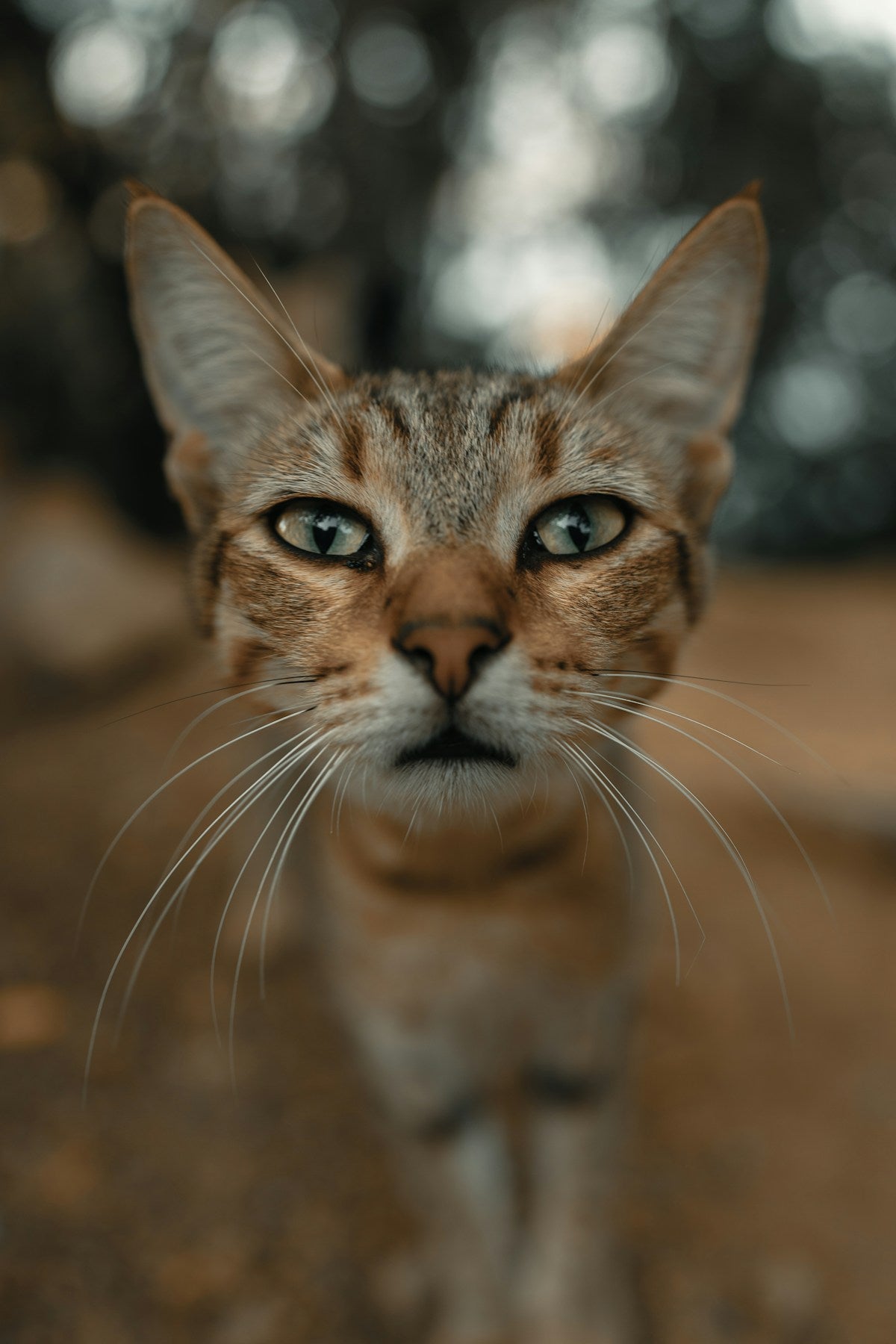 Cat Ear Infection Early Signs: 7 Warning Signs Every Cat Owner Should Know (2026)
