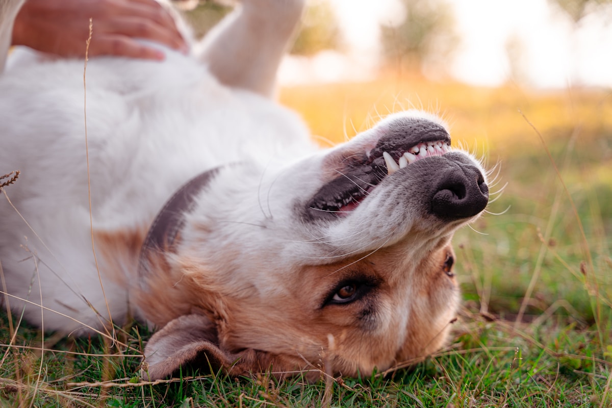 Dog showing teeth and gums for dental health check