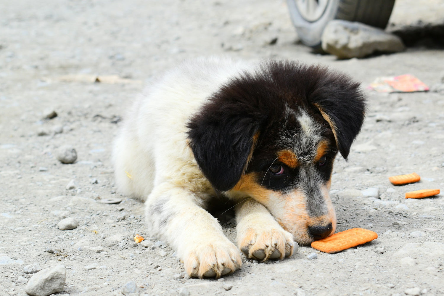 What to Feed Your Dog for Healthy Teeth: Best & Worst Foods for Canine Dental Health (2026)