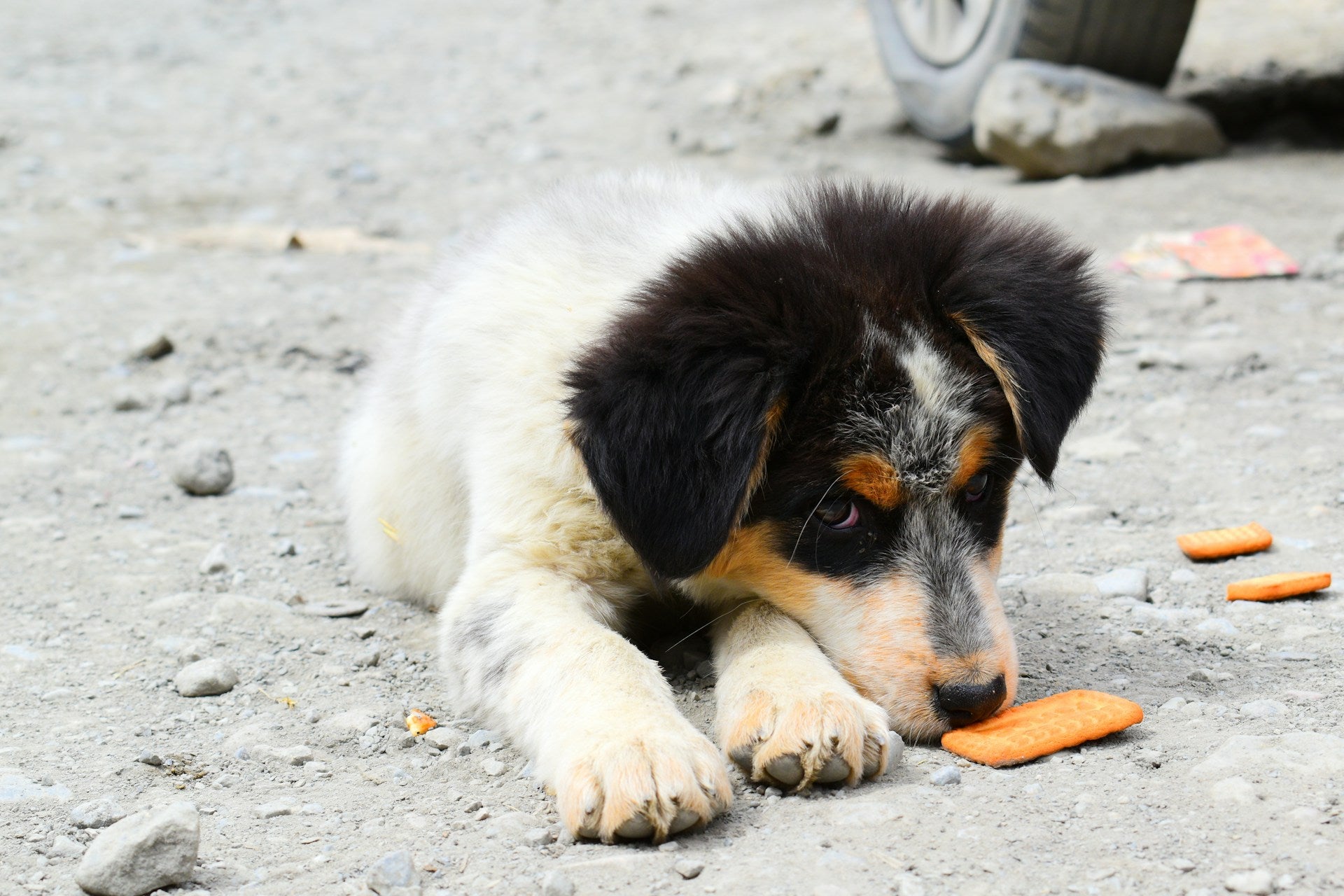 What to Feed Your Dog for Healthy Teeth: Best & Worst Foods for Canine Dental Health (2026)