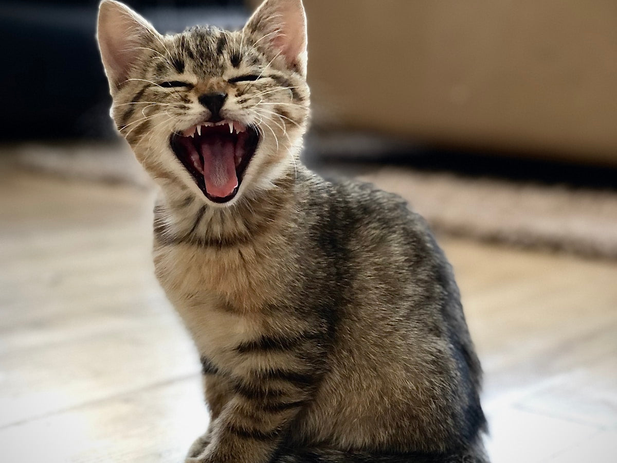Kitten Tooth Development: From Baby Teeth to Adult Feline Teeth (2026)