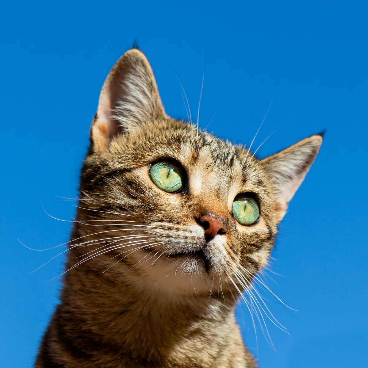 Not Just Bad Breath: How Your Cat's Oral Health Affects Their Heart & Kidneys (2026)