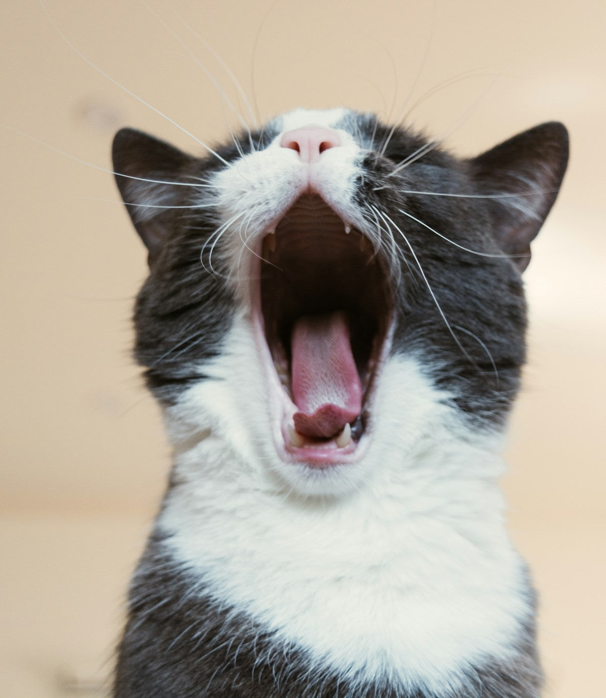Cat Plaque vs Tartar: What's the Difference and How to Remove Both (2026)