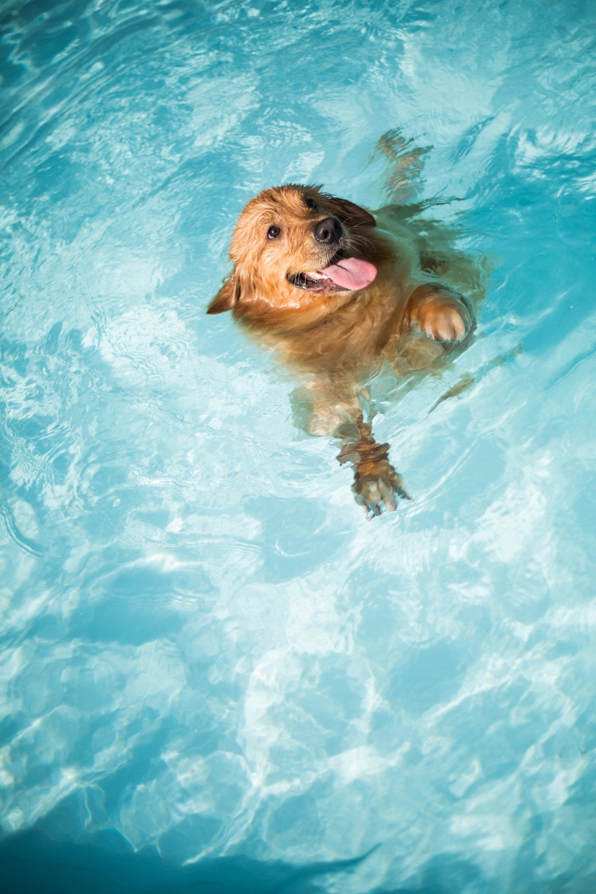 Summer puppy ear care: puppy swimming in water