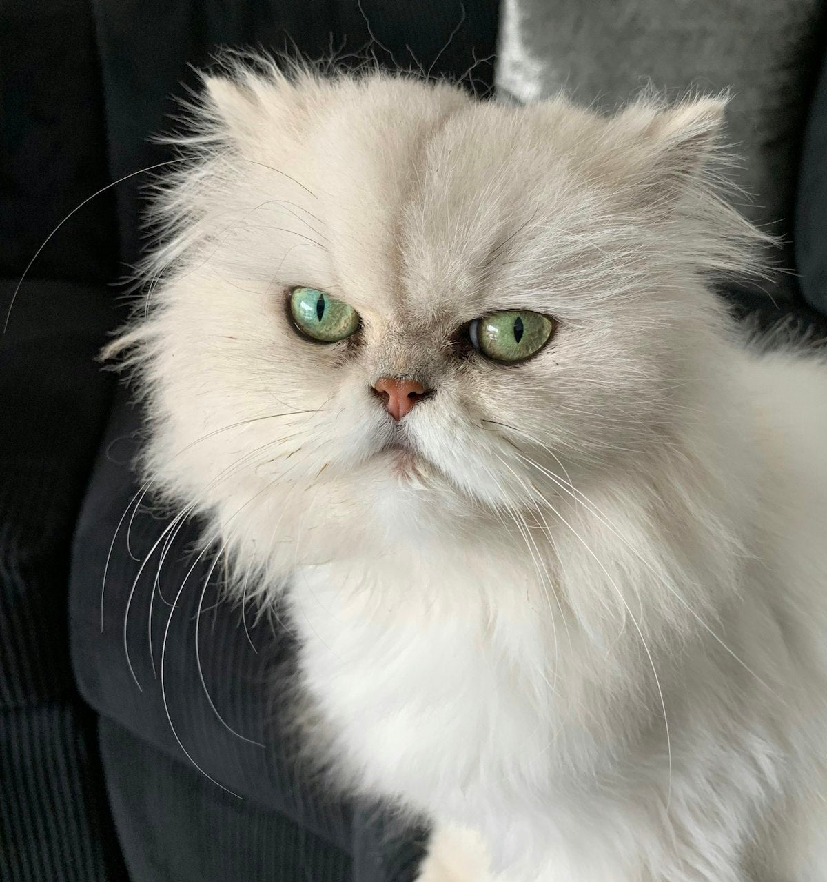 A white Persian cat, a flat-faced longhair breed similar to the Himalayan