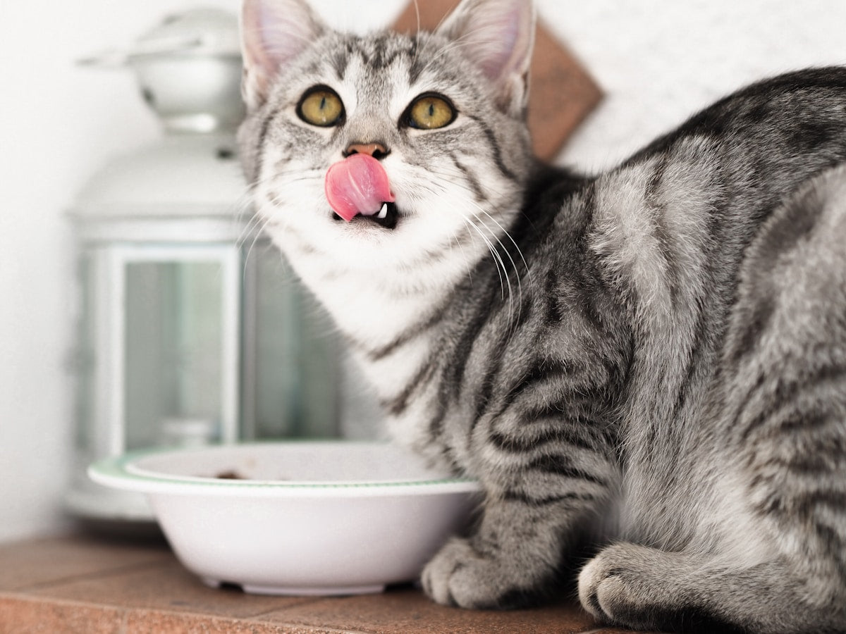 Cat Dental Health Supplements & Vitamins: Complete Feline Oral Care Guide (2026)
