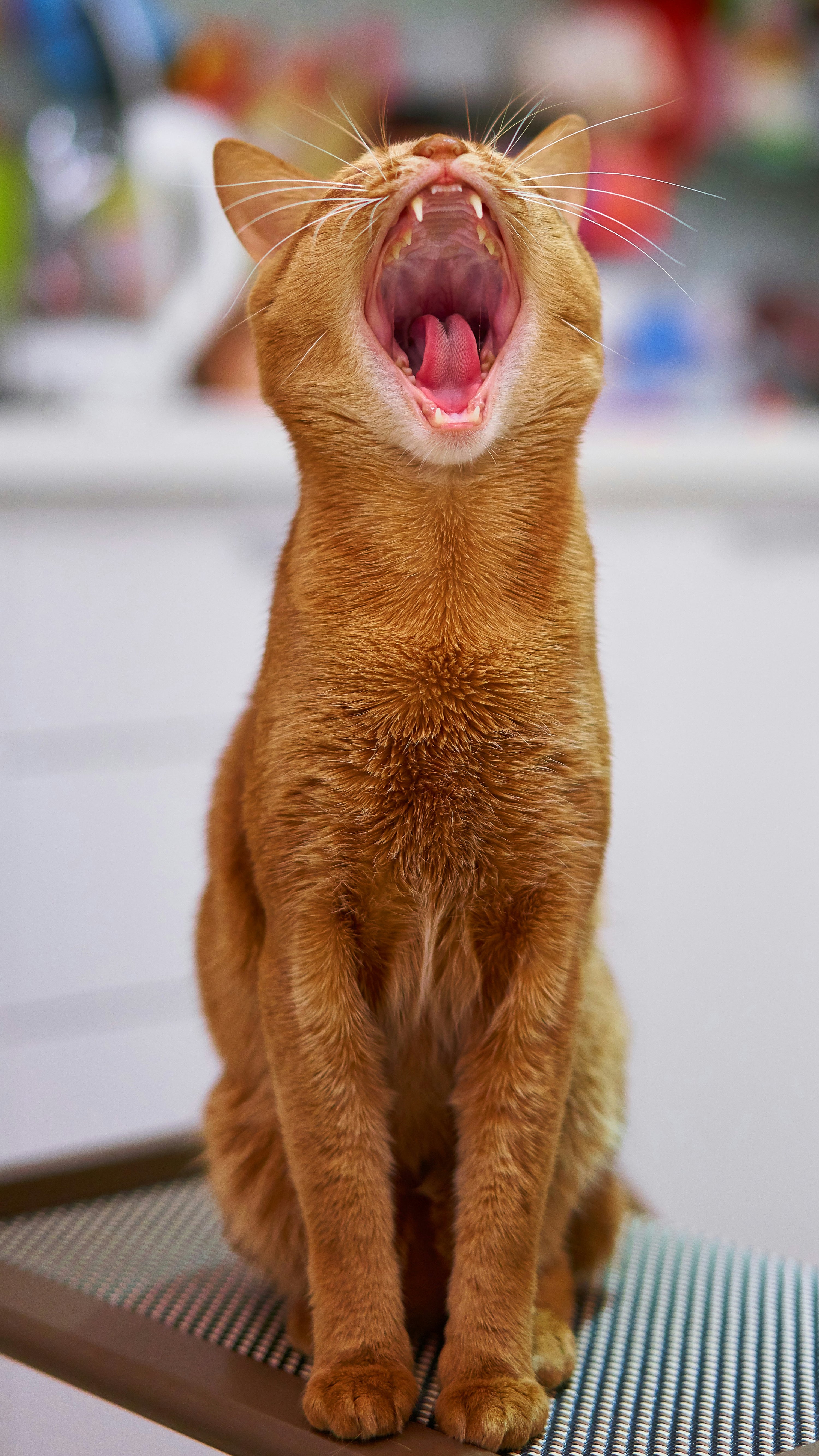 Cat Dental Products Compared: Wipes vs Powder vs Water Additives vs Treats (2026)