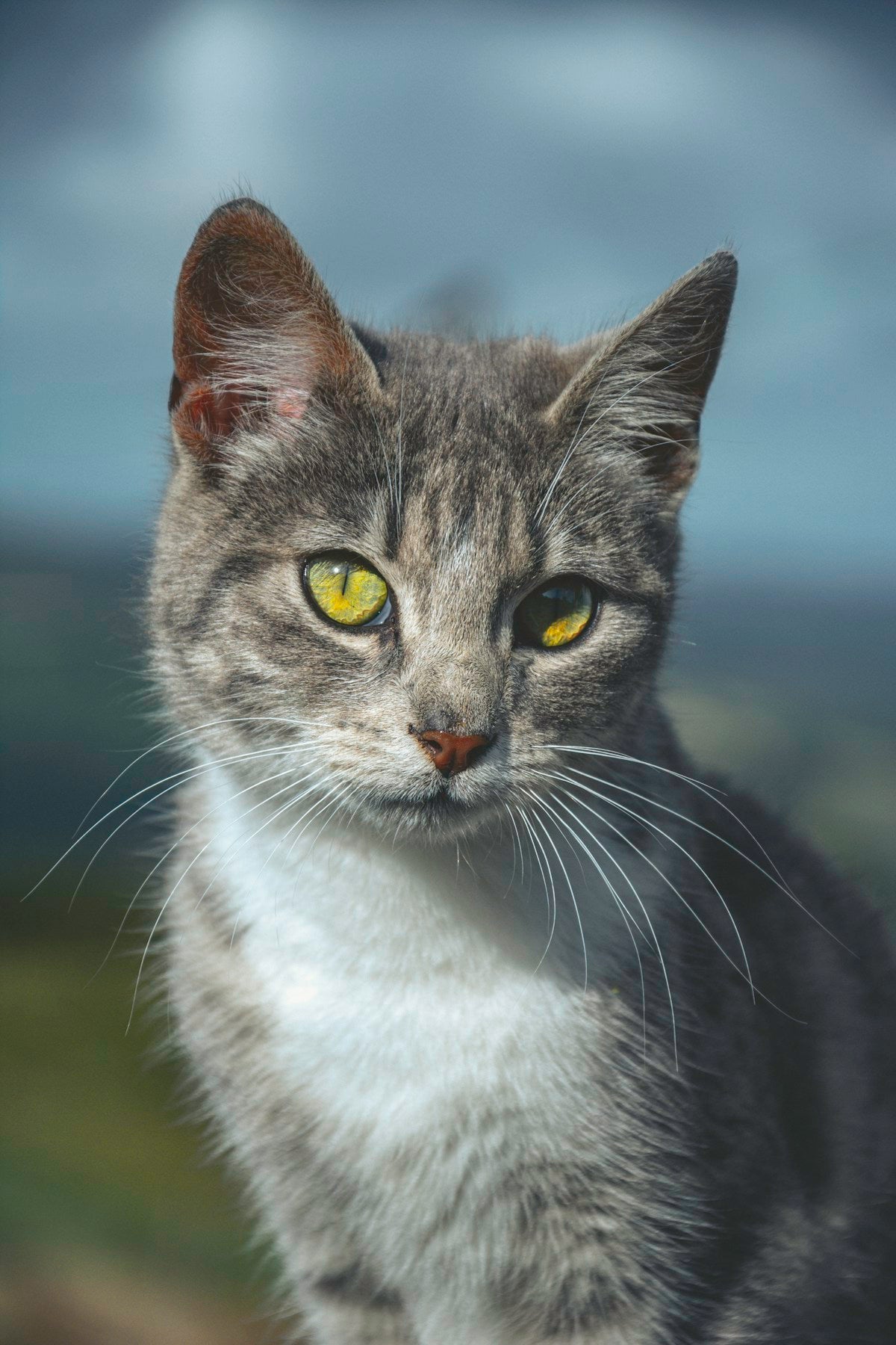 Senior Cat Tooth Loss: When to Worry & How to Adjust Care (2026)