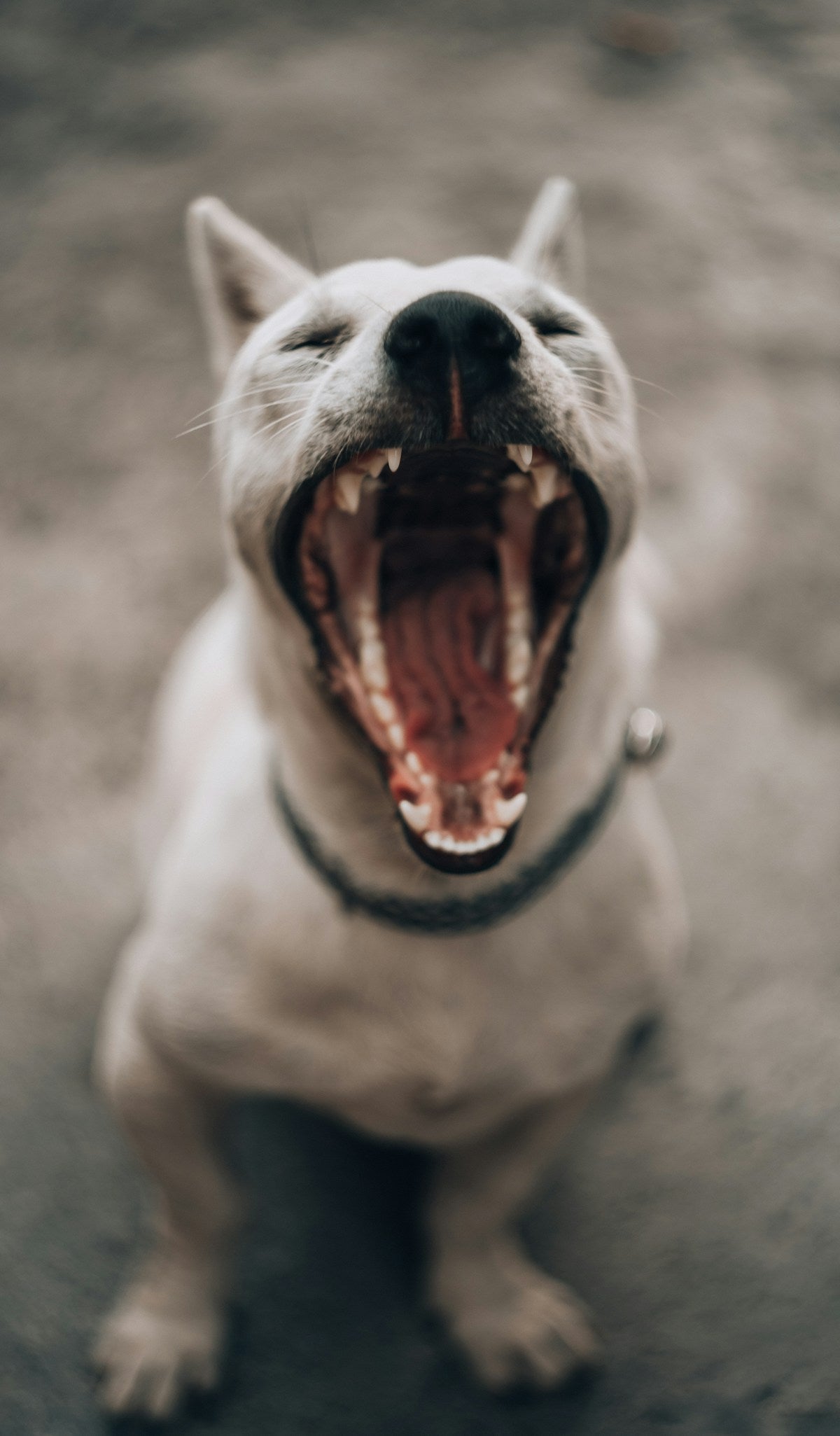 Dog dental calculus and tartar prevention with teeth cleaning
