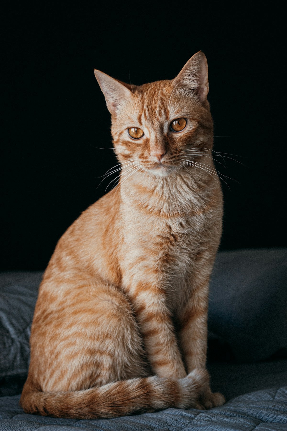 American Shorthair Cat Ear Care: Breed-Specific Guide