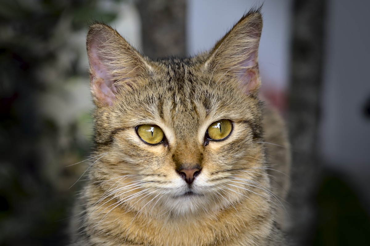 Kitten Dental Care: Complete Guide to Cleaning & Healthy Habits (2026)