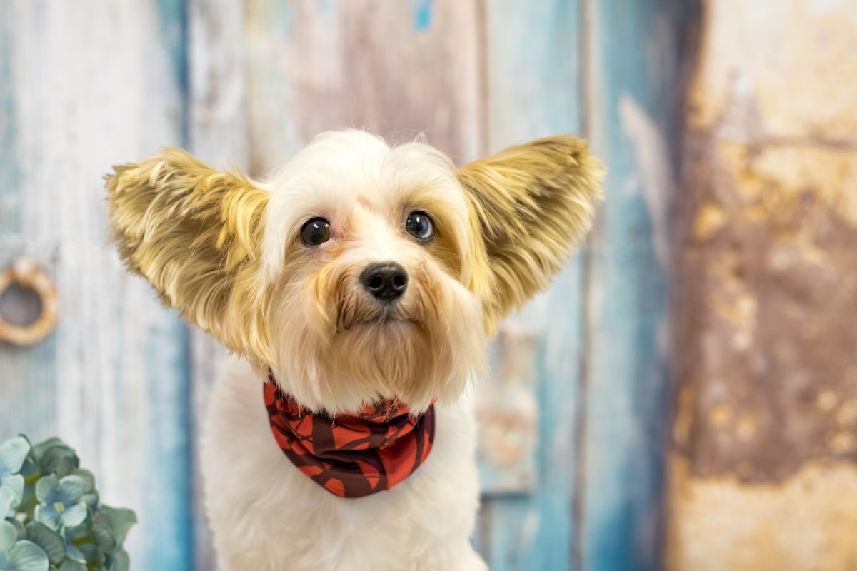 Brown and white small dog being groomed