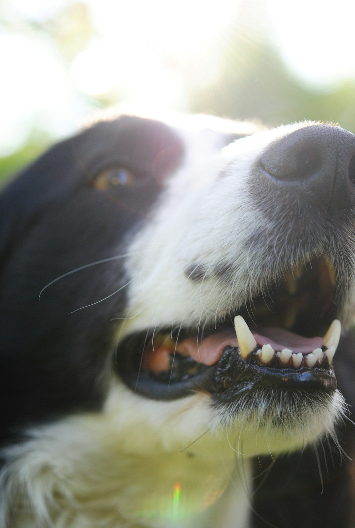 Close-up of a young border collie puppy