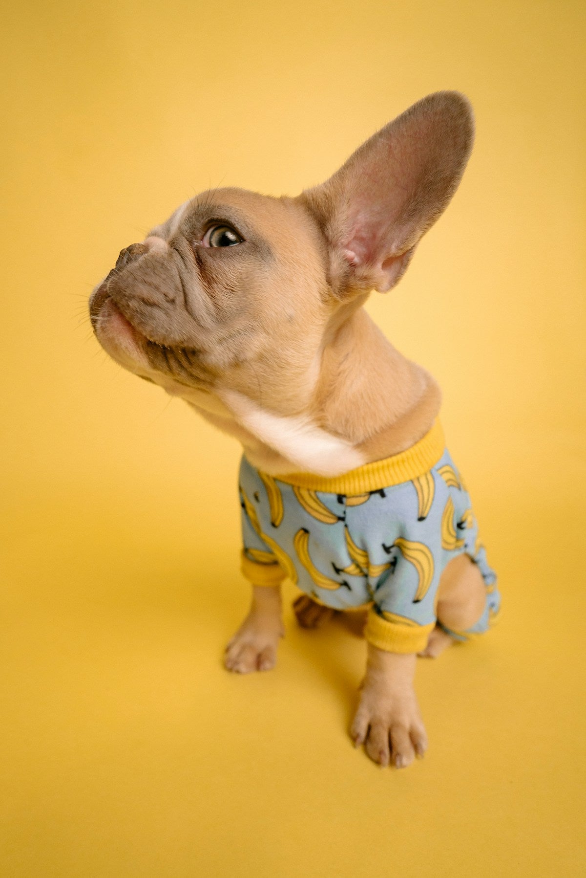 Dog with healthy ears being examined gently