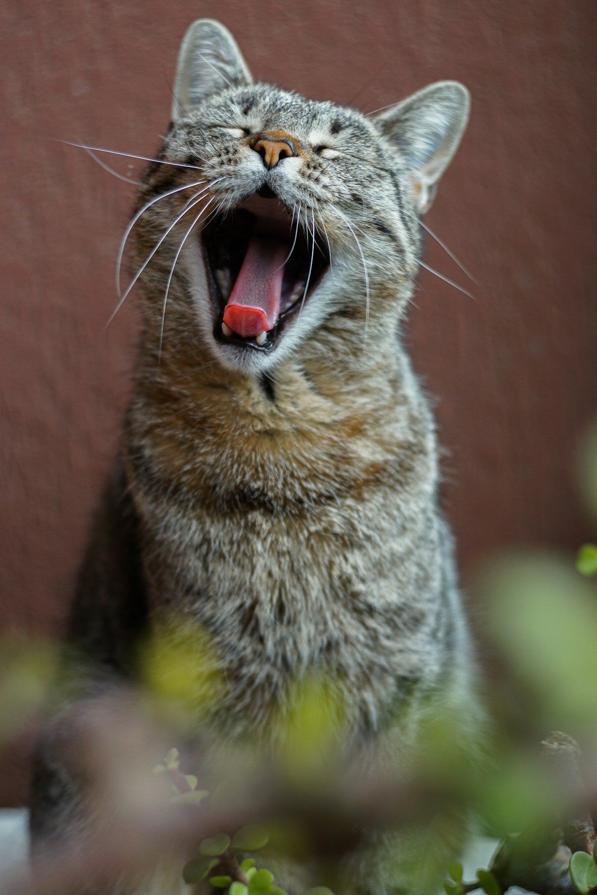 Brown tabby cat with mouth open showing teeth