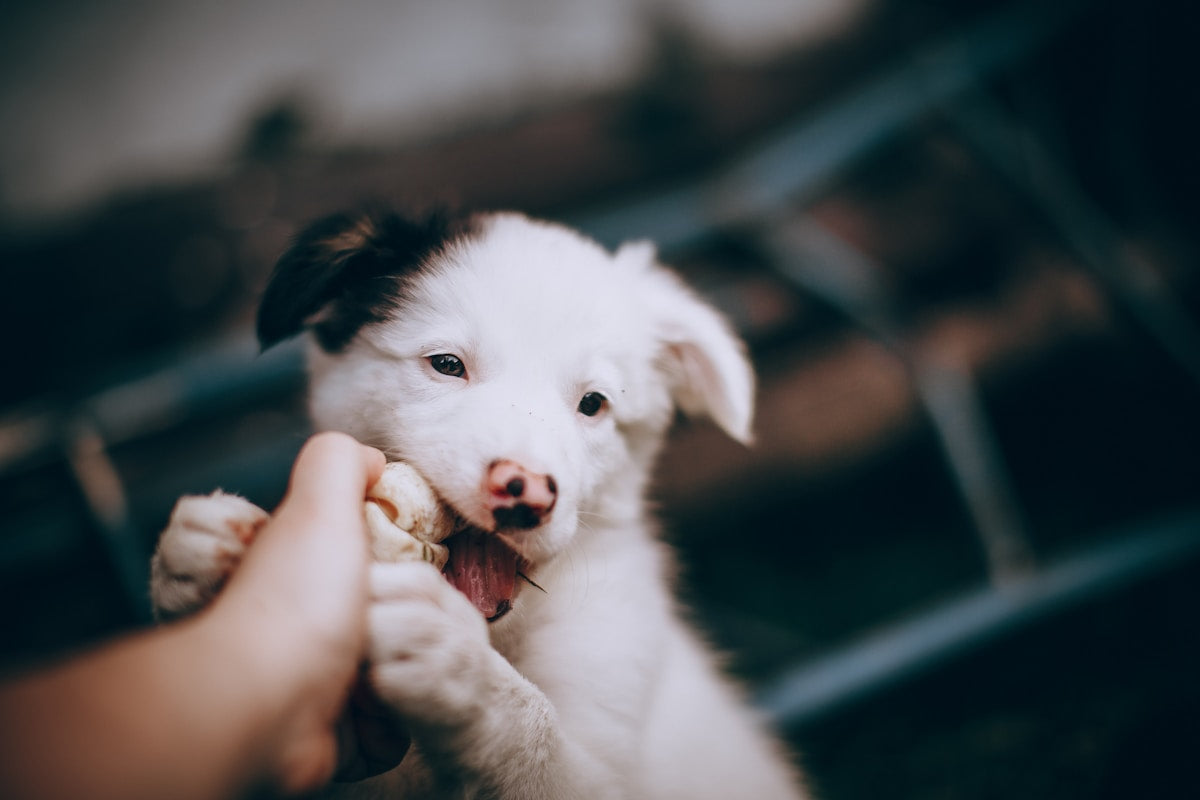 Puppy with clean teeth