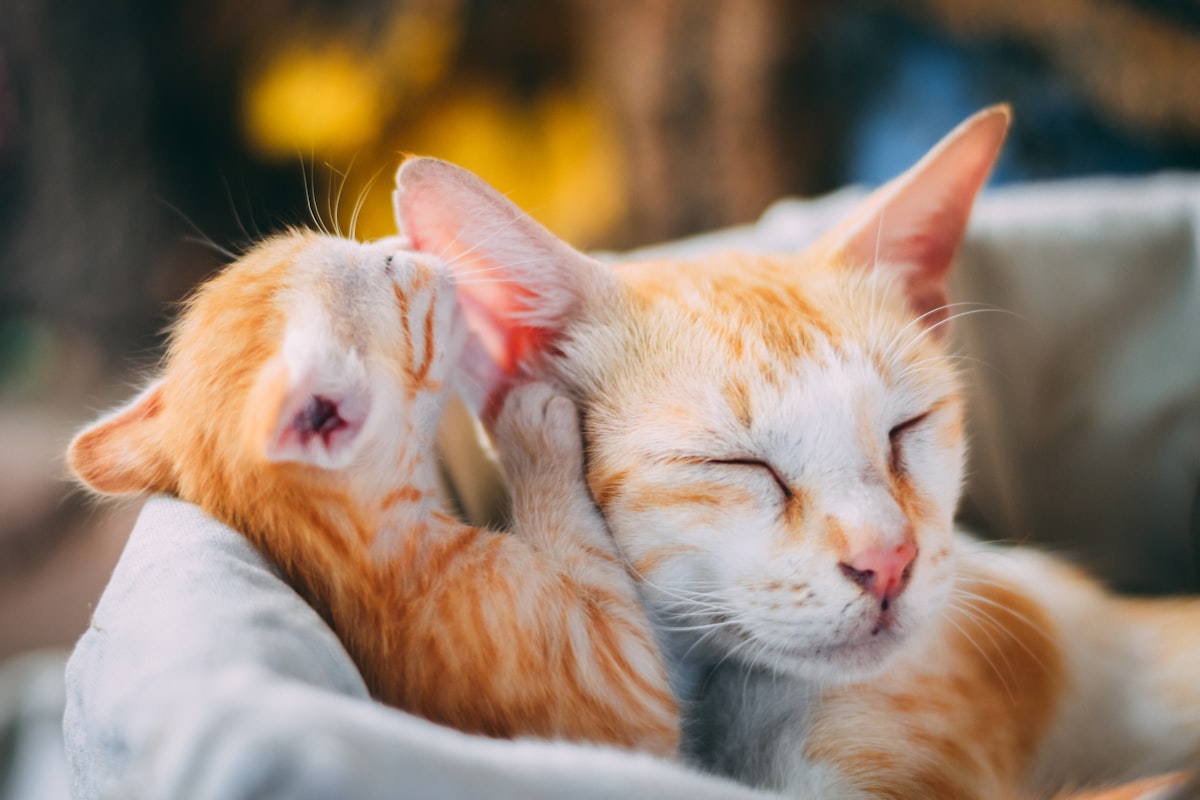 Cat Ear Health: Complete Guide to Cleaning, Infection Prevention & Products (2026)